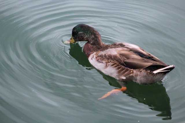 duck9